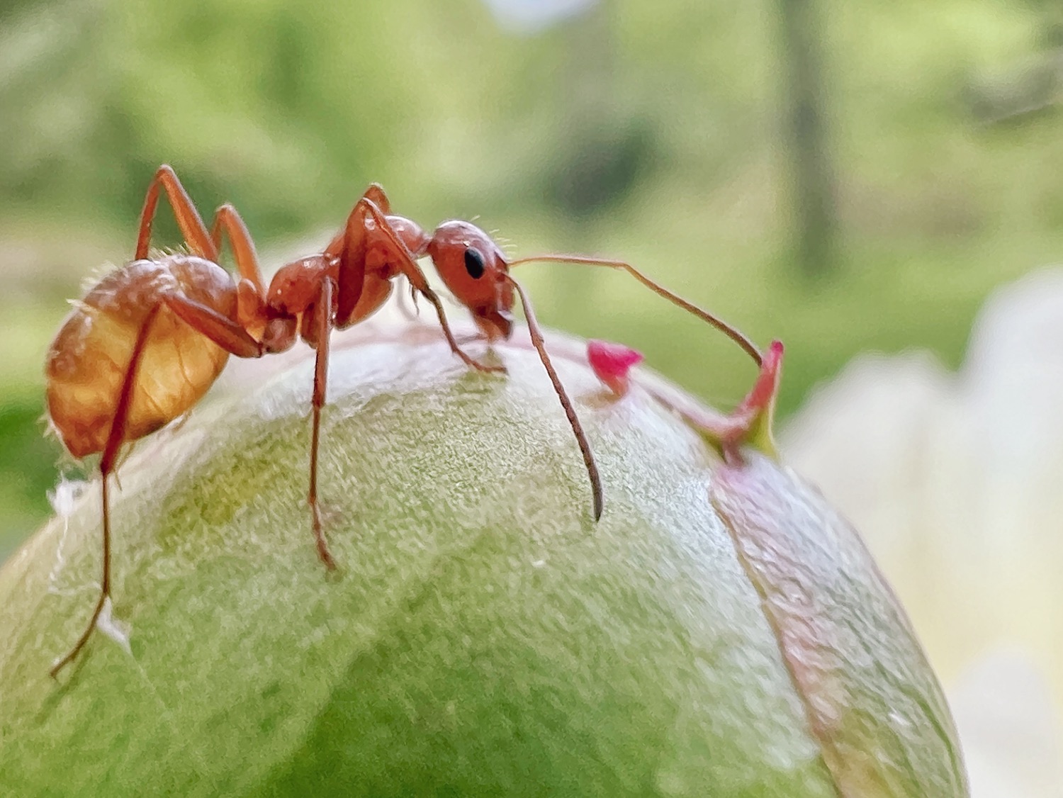 A semi translucent orange ant, perched on a green bulb flower bud