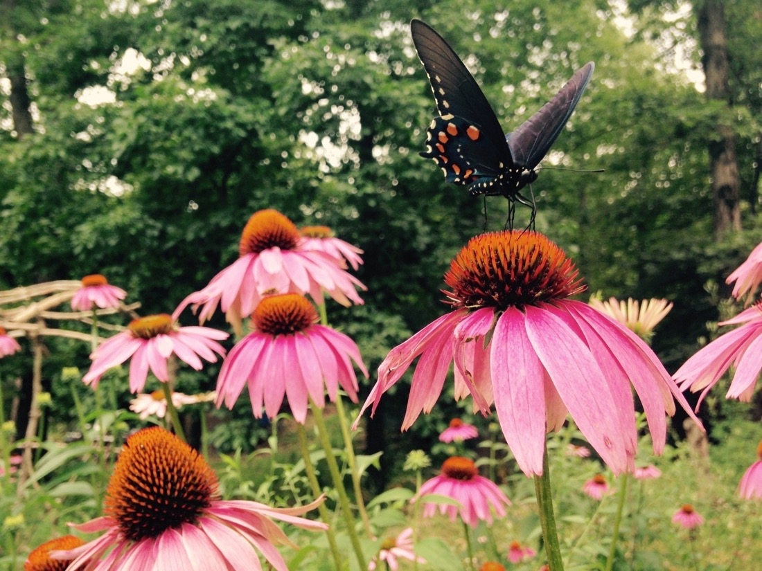 A black butterfly with white and orange spots along the edge of its wings rests upon a purple coneflower gathering nectar. Other purple coneflowers surround it and woods are visible in the background