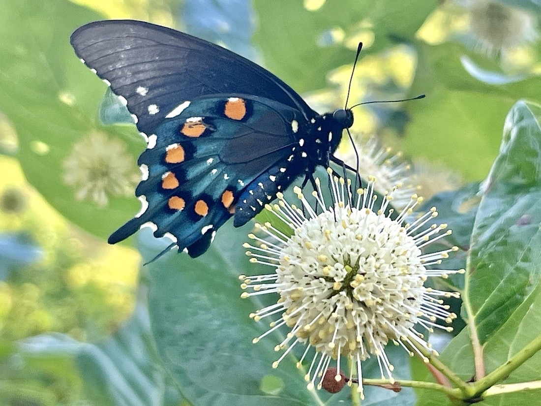 A predominately black butterfly with orange spots along its wings is perched on a cream colored ball that is covered with delicate white stems, each topped with yellow