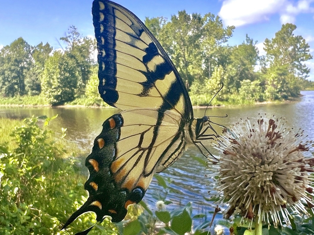 A predominately yellow butterfly black wing borders. The bottom wings also have orange spots within the black borders. It is perched on a cream colored ball that is covered with delicate white stems, each topped with yellow.