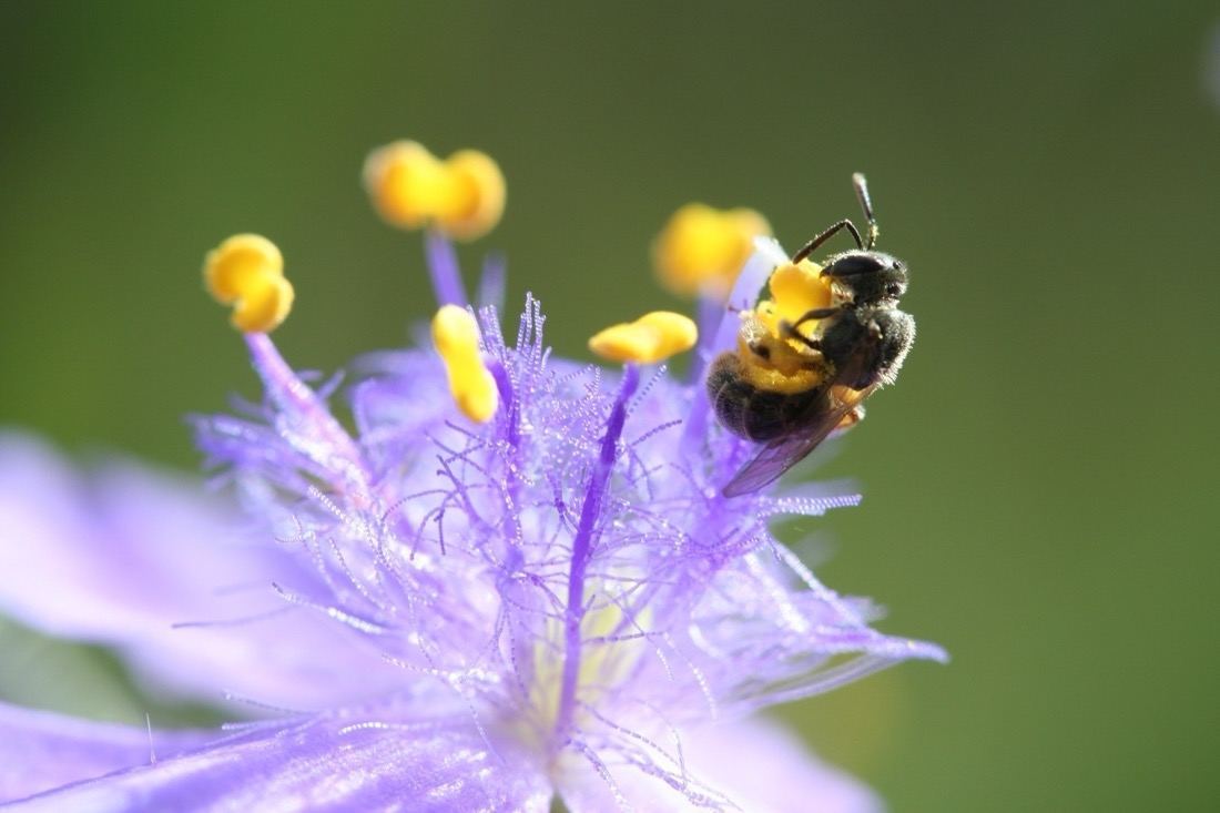 A small bee gathering pollen from the bright yellow anthers of a vibrant purple Spiderwort flower