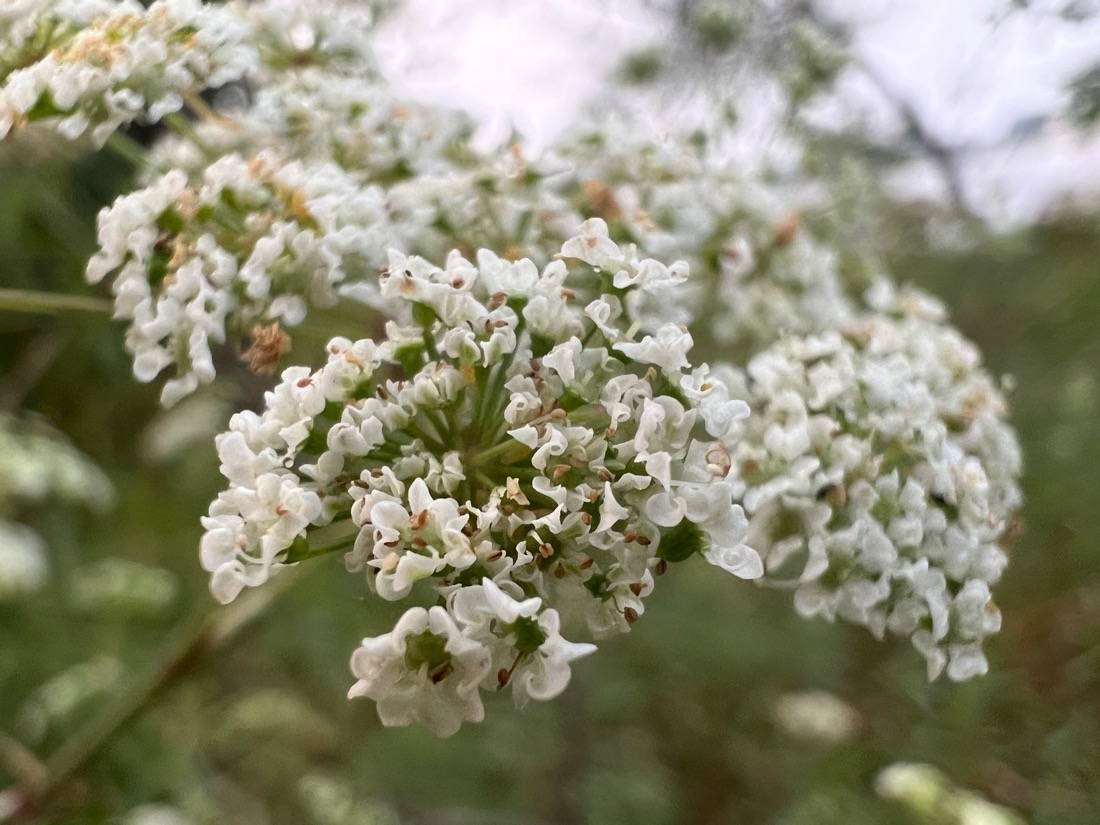 A cluster of very tiny white flowers