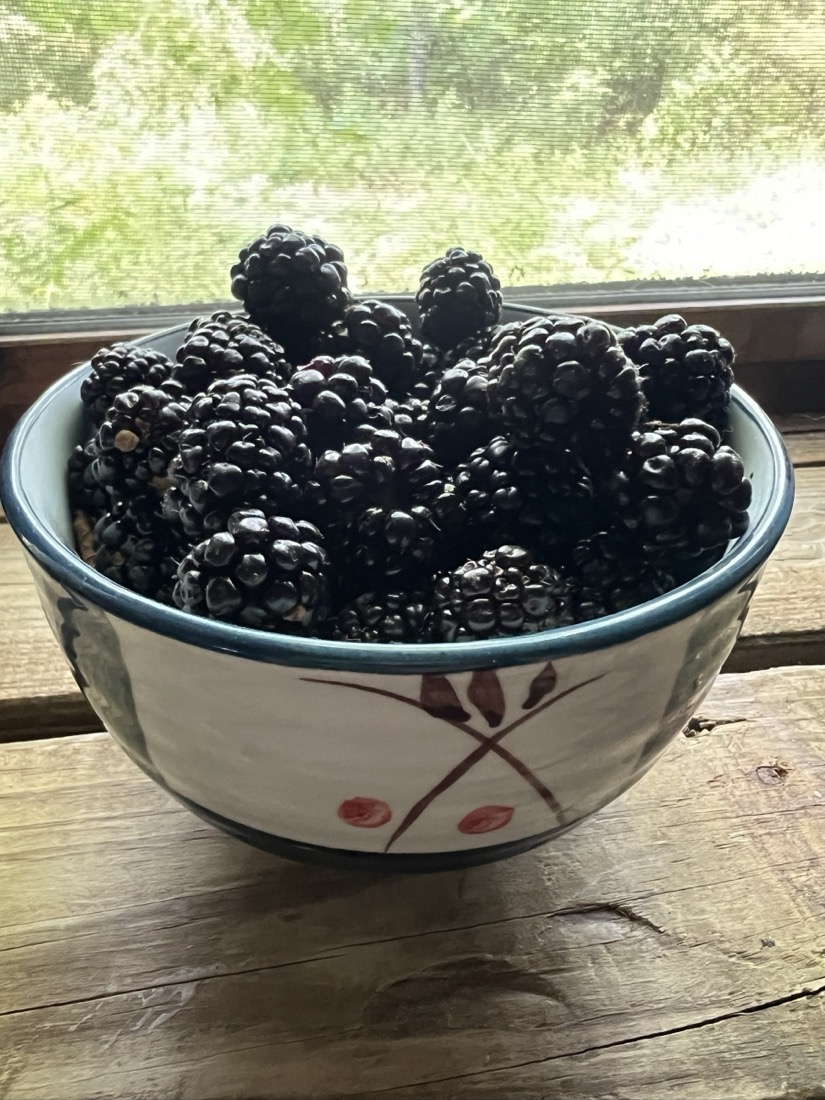 A white ceramic bowl full of ripe blackberries sits on a wood shelf