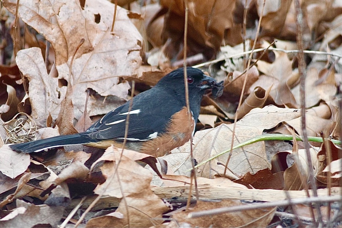 A bird with a black backside and  orangeish brown front side is foraging amongst winter leaves on the ground. Upon closer inspection, it can be seen that the bird is holding a brown spider in its beak.