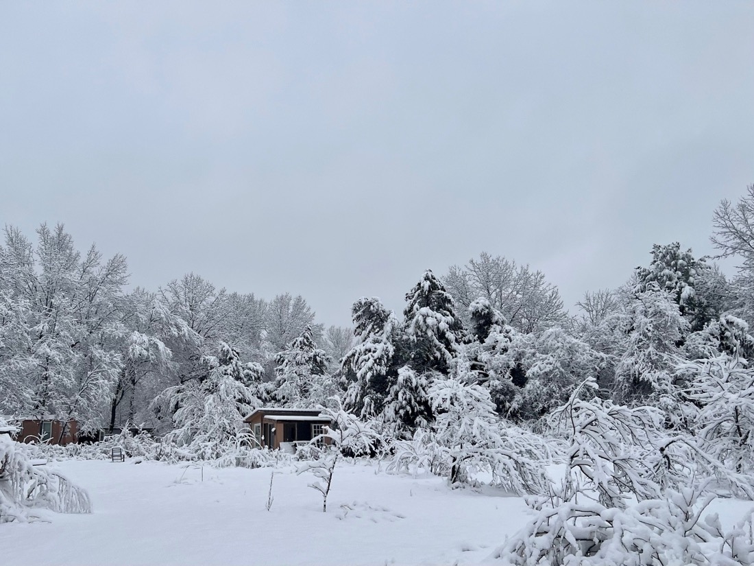 A heavy snow covering the trees of a landscape, causing the branches to sag.