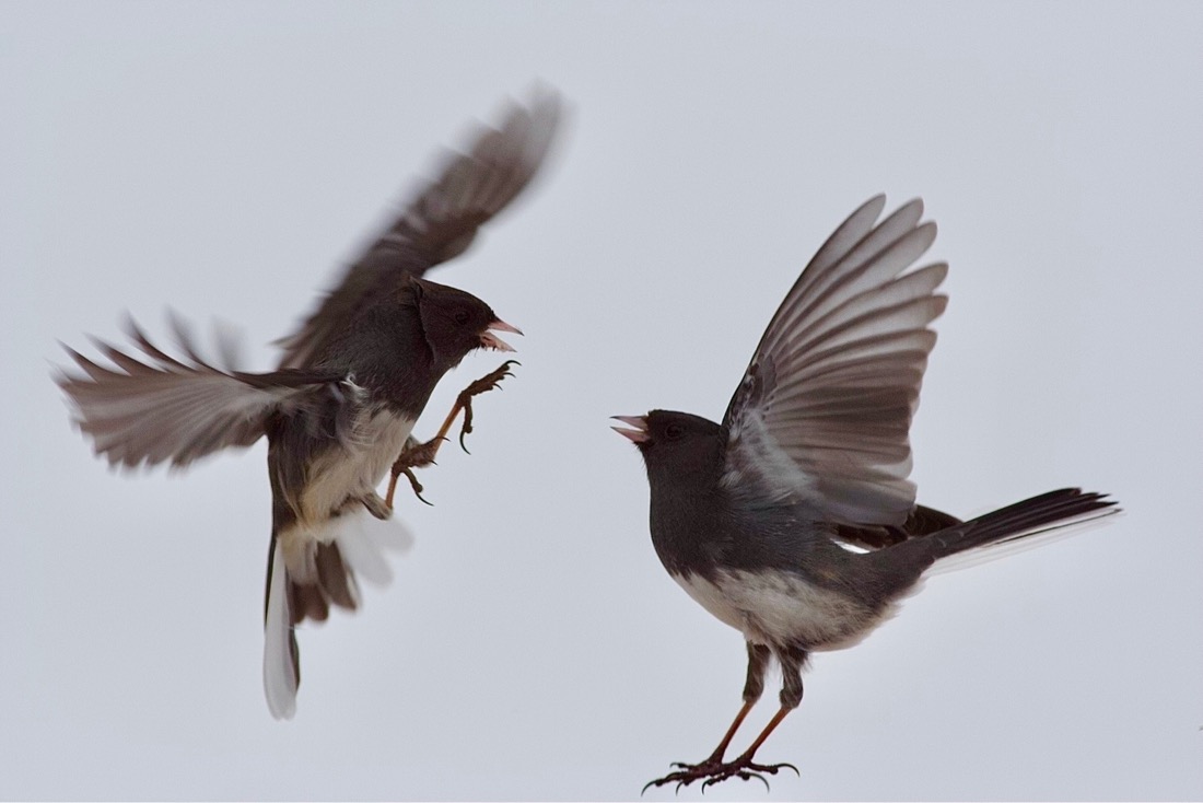 Two birds in a tussle, both close together and in flight. The birds are mostly very dark gray  with smaller areas of white on their undersides