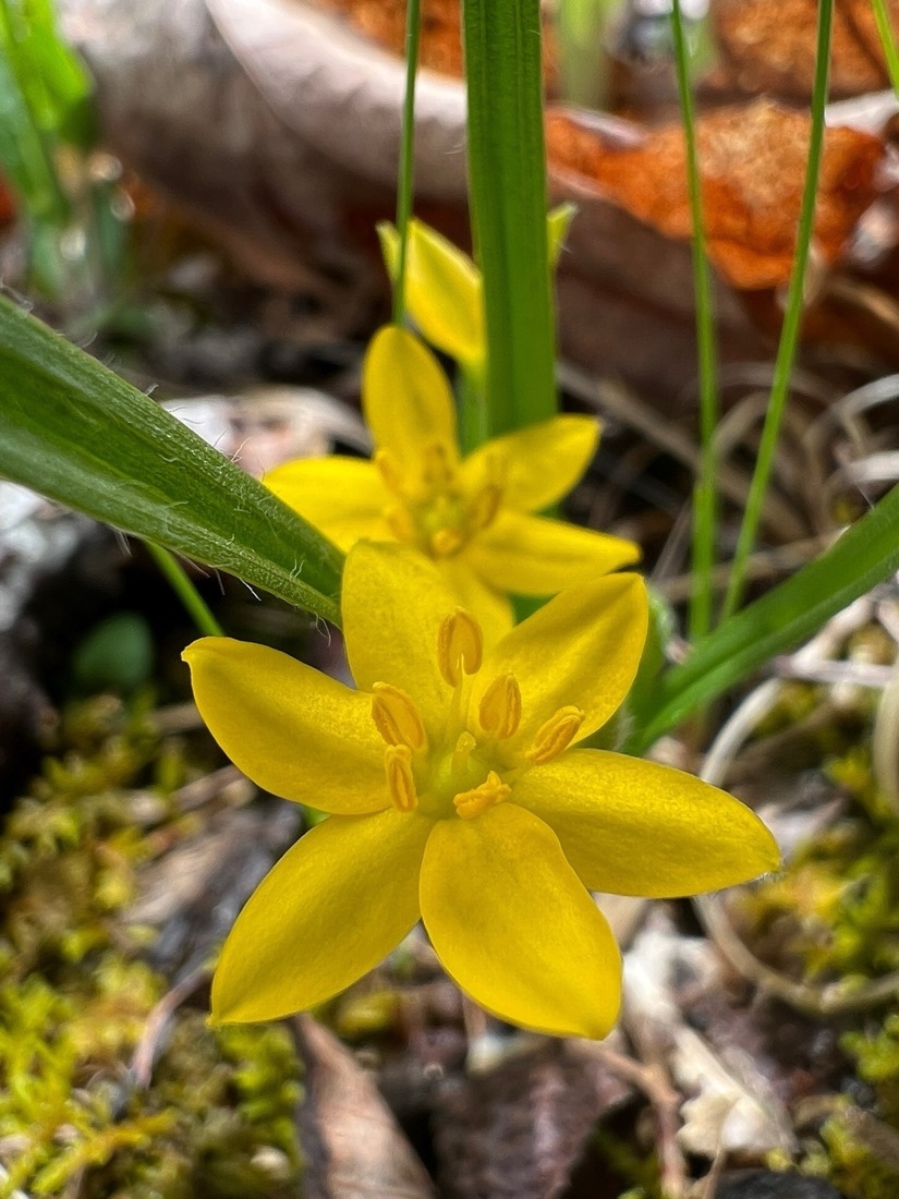 A macro image of a yellow, six petaled flower. The petals are pointed giving it a star shape