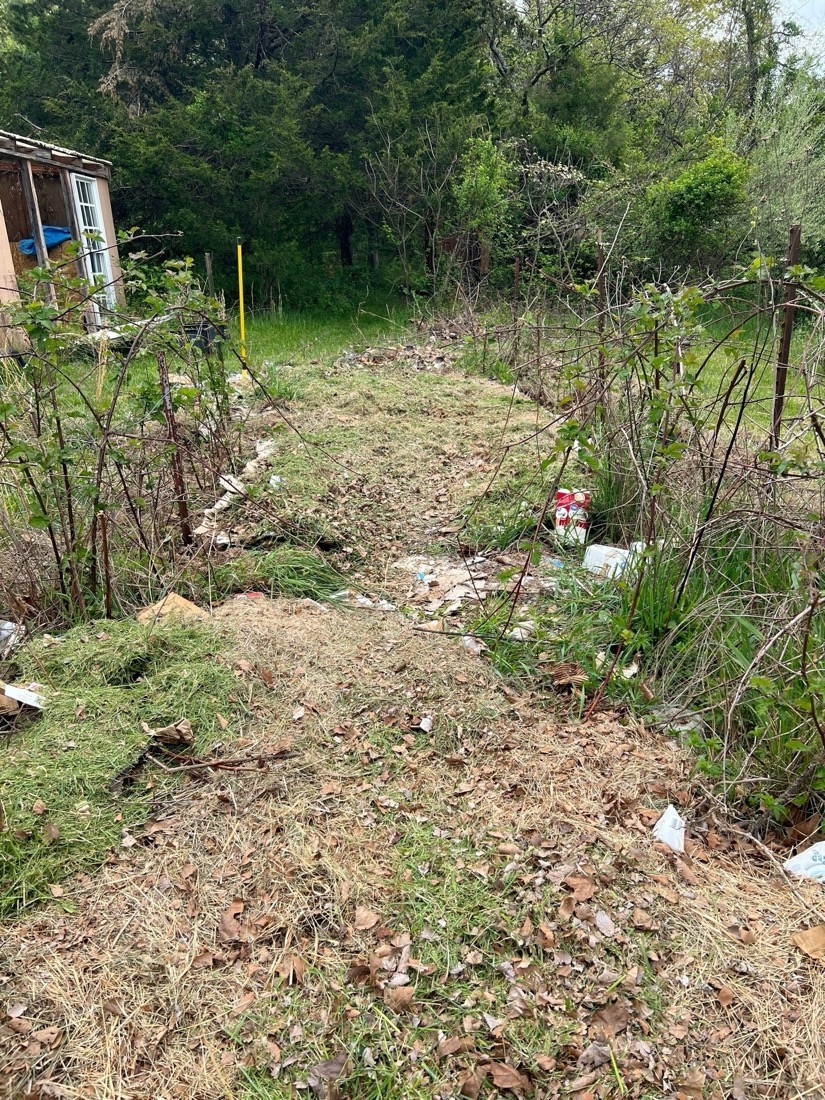 Grass clippings are layered over hidden layers of cardboard between two rows of blackberry plants. In the background are a variety of trees