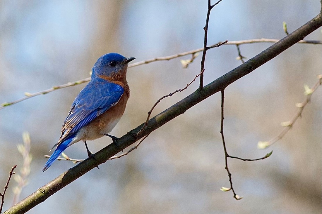 A Bluebird perched on a branch and facing sideways. It's head, back and wing feathers are vibrant blue. The golden brown front of the bird is also visable. The background is blurred forest