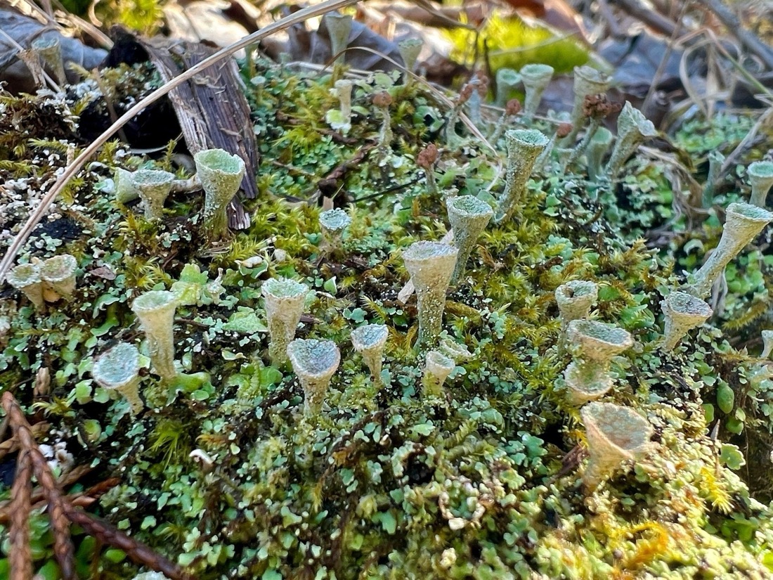 Macro images of funnel shaped lichen growing