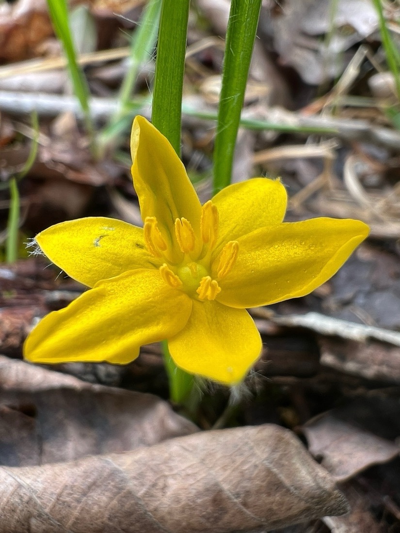 A macro image of a yellow, six petaled flower. The petals are pointed giving it a star shape