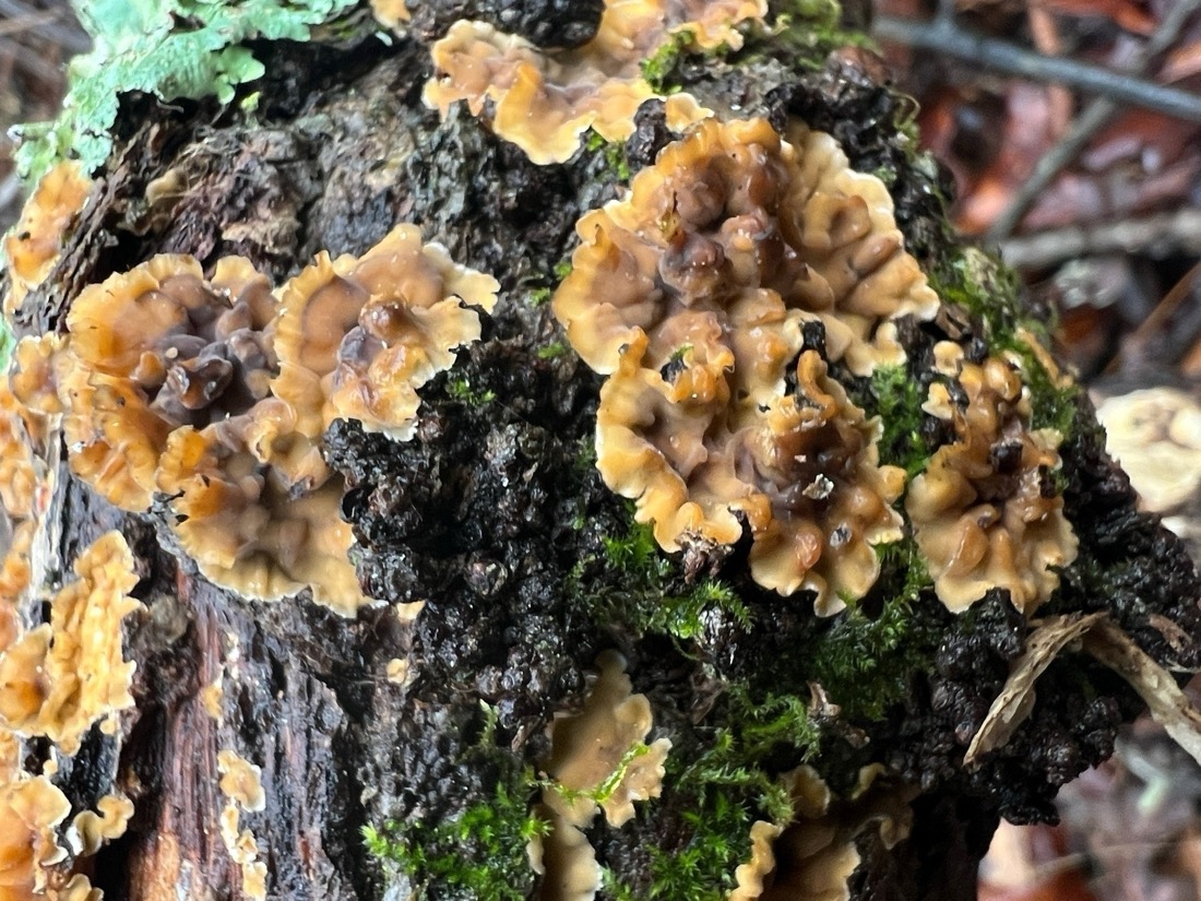 Small orangish fungi growing on a branch