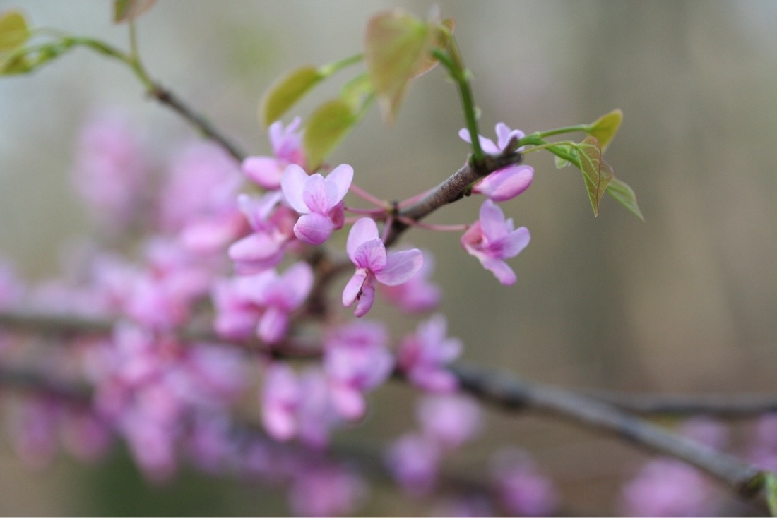 soft, pink flowers of the red bud tree. The picture is soft with a dreamy paint effect due to the  shallow depth of field. The flowers have three petals at the top with a bulbous bottom formation