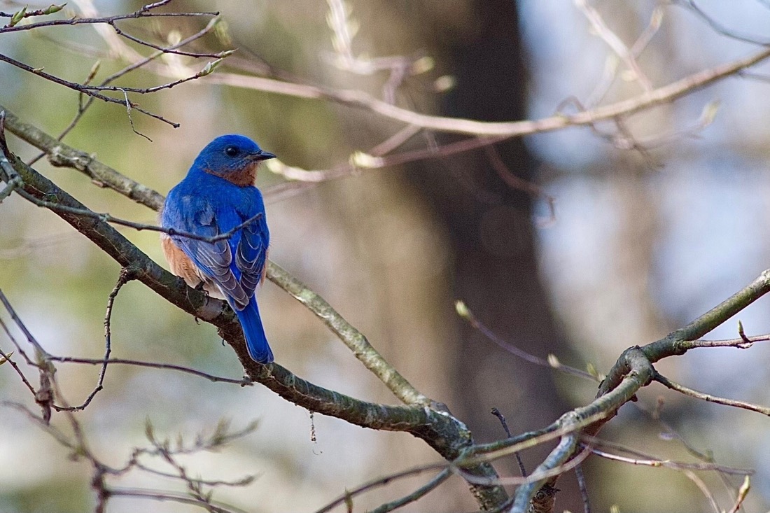 A Bluebird perched on a branch with it's back to the camera, it's feathers are vibrant blue with black tips. It's brown neck is visible as it's looking to the side. The background is blurred forest