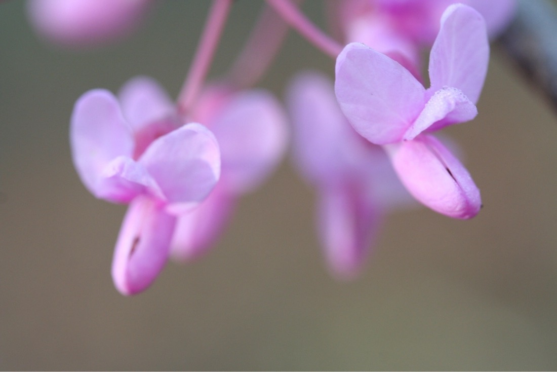 soft, pink flowers of the red bud tree. The picture is soft with a dreamy paint effect due to the  shallow depth of field. The flowers have three petals at the top with a bulbous bottom formation