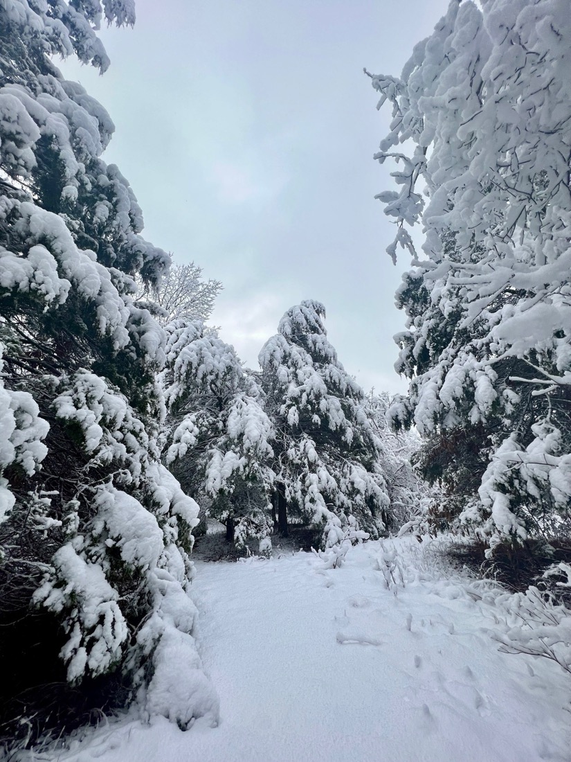 Cedar trees covered in snow with branches sagging down.