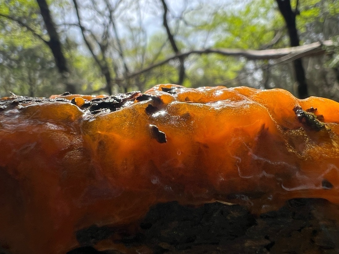 A cedar tree branch is coverd by a semi-translucent, vibrant orange gooey slime