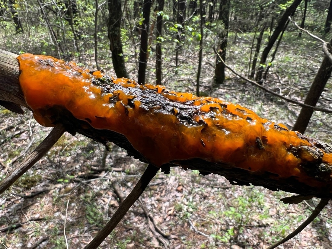 A cedar tree branch is coverd by a semi-translucent, vibrant orange gooey slime