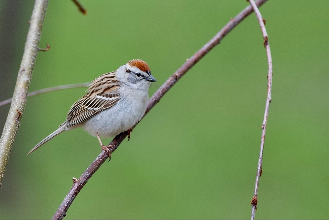 A small bird perched in a branch. It's back and wings are a mix of brown, black and tan. It's chest is a grayish white and the top of it's head is a dark orange brown