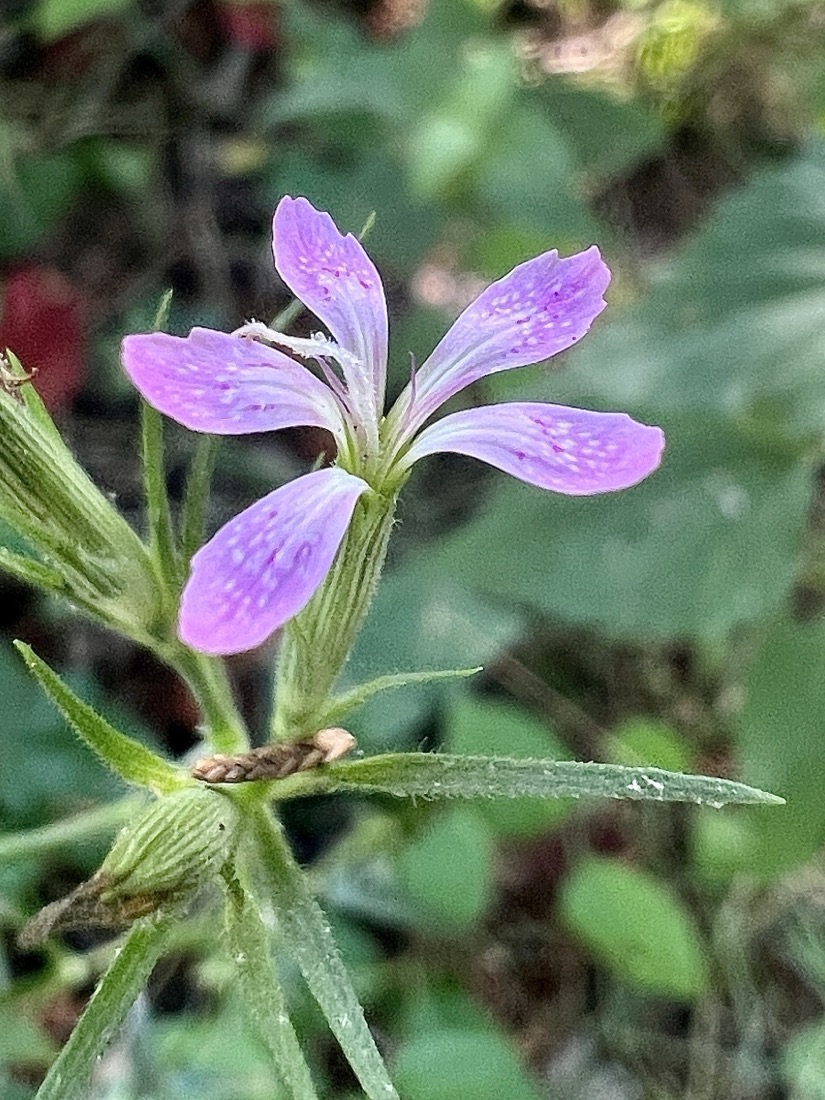 A very small 5 petaled flower. The petals are darker pink on the outer portions, gradually becoming lighter and almost white at the center. The background is blurred greed leaves of the forest floor