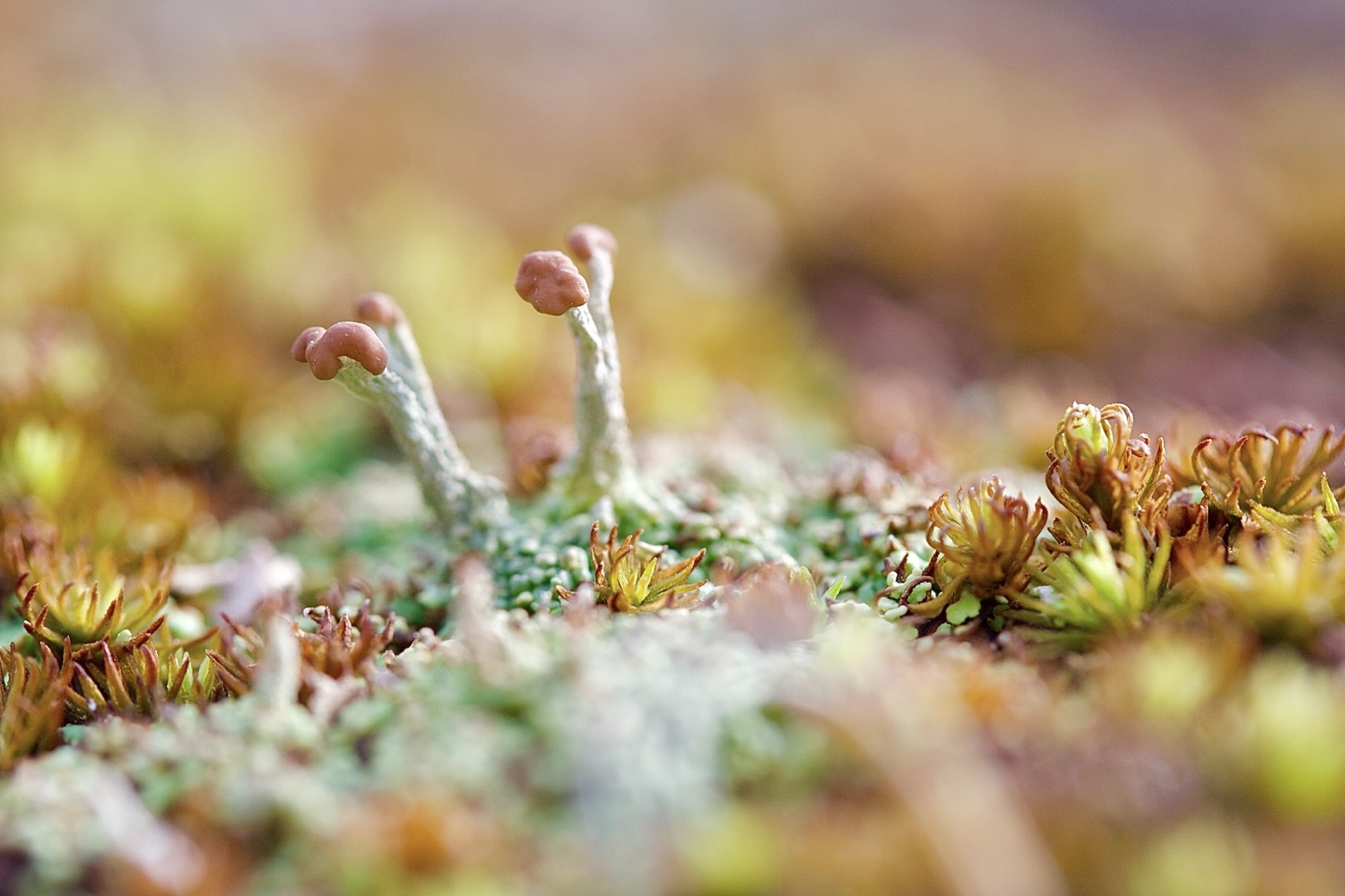 A small lichen plant with pale, green, stems and brown ends grows in moss, which is a mix of green and orange brown tips. The background is a pretty Boca blur of green and pink and gold