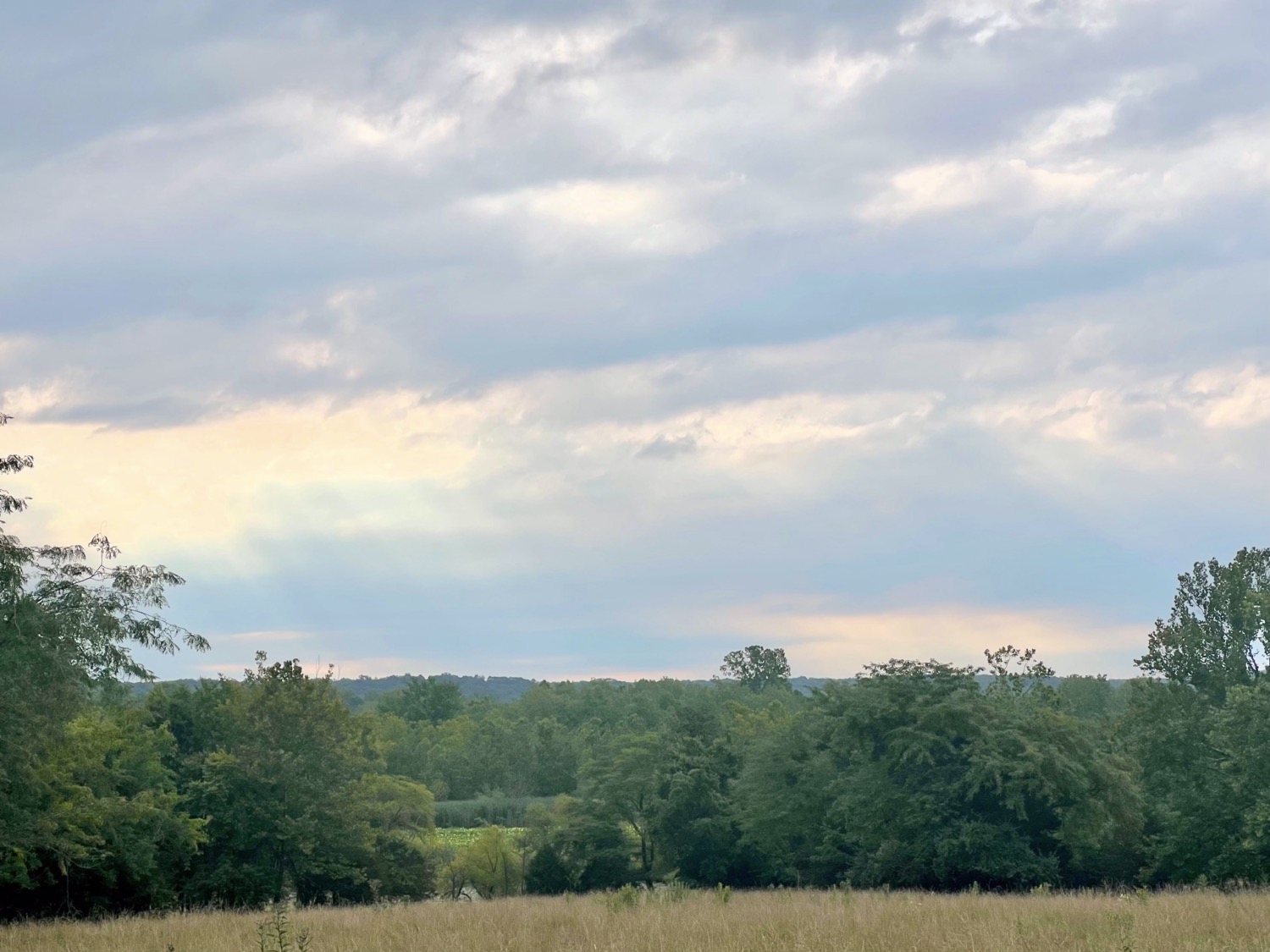 A landscape photo with a foreground of a field of tall grasses. The field turns into a line of trees and shrubs and fades to a background of wooded distant hills set against a mostly cloudy sky illuminated by the morning sun