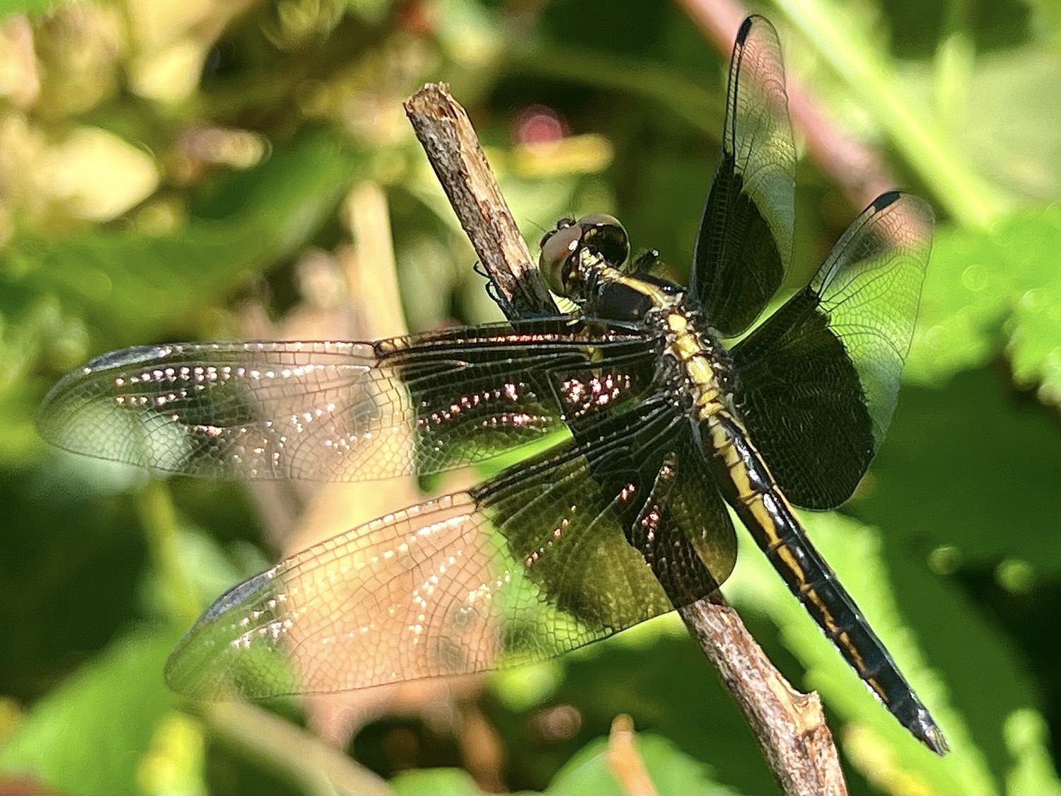 A black and yellow dragonfly perched on a plant branch and photographed from behind showing the side. The four wings are translucent but half of each wing is black at the point they attach to the body