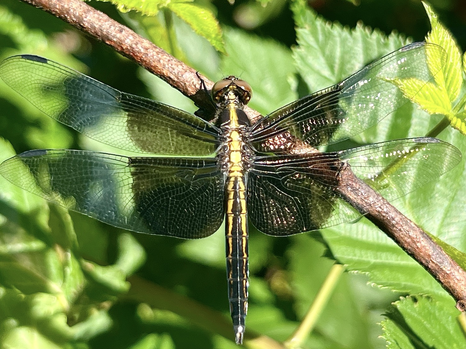 A black and yellow dragonfly perched on a plant branch and photographed from above. The four wings are translucent but half of each wing is black at the point they attach to the body