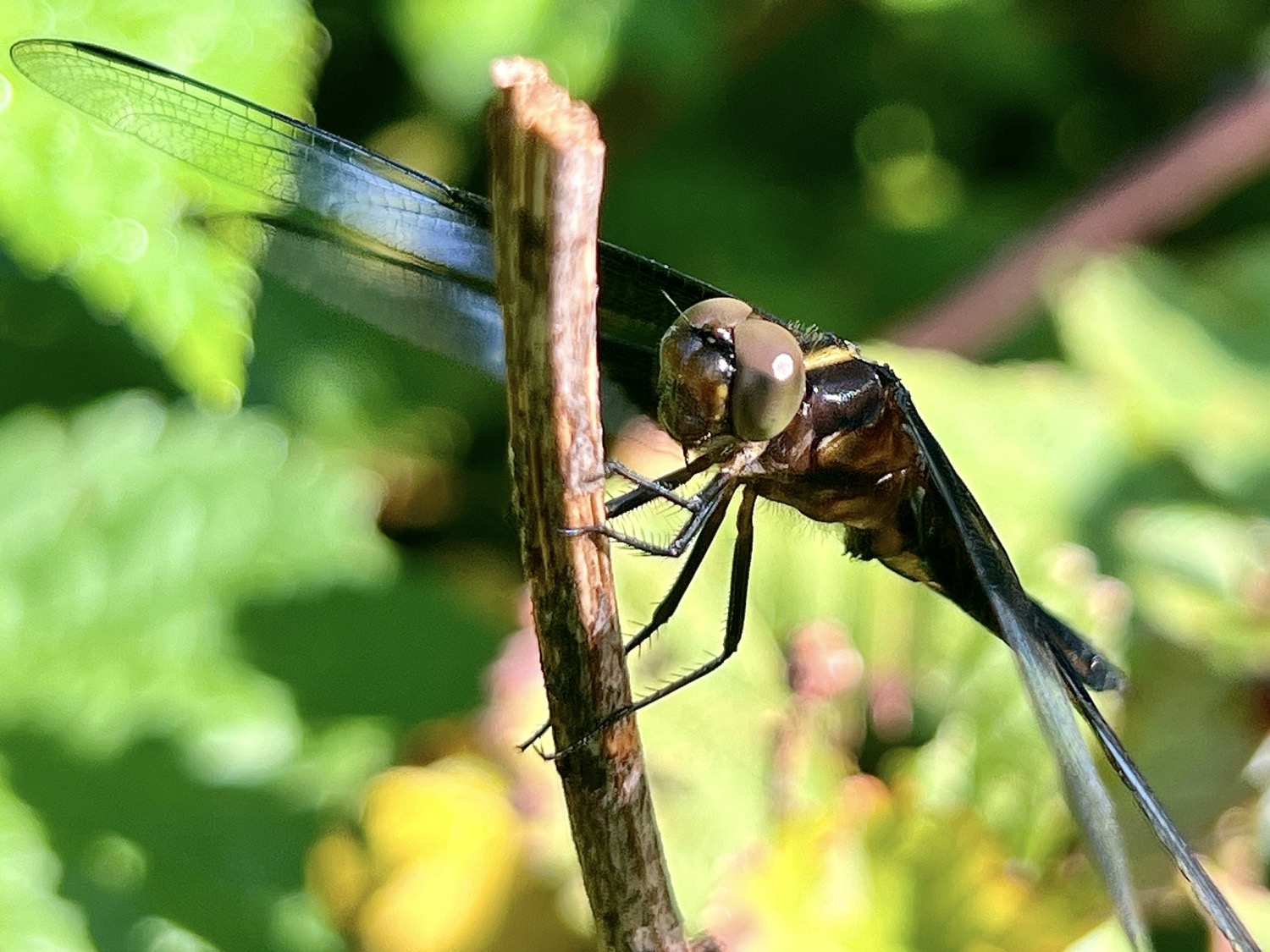 A black and yellow dragonfly perched on a plant branch and photographed from the front at an angle that nightlights the eyes and shows the side of the body. The four wings are less visible at the edge on angle of the photo