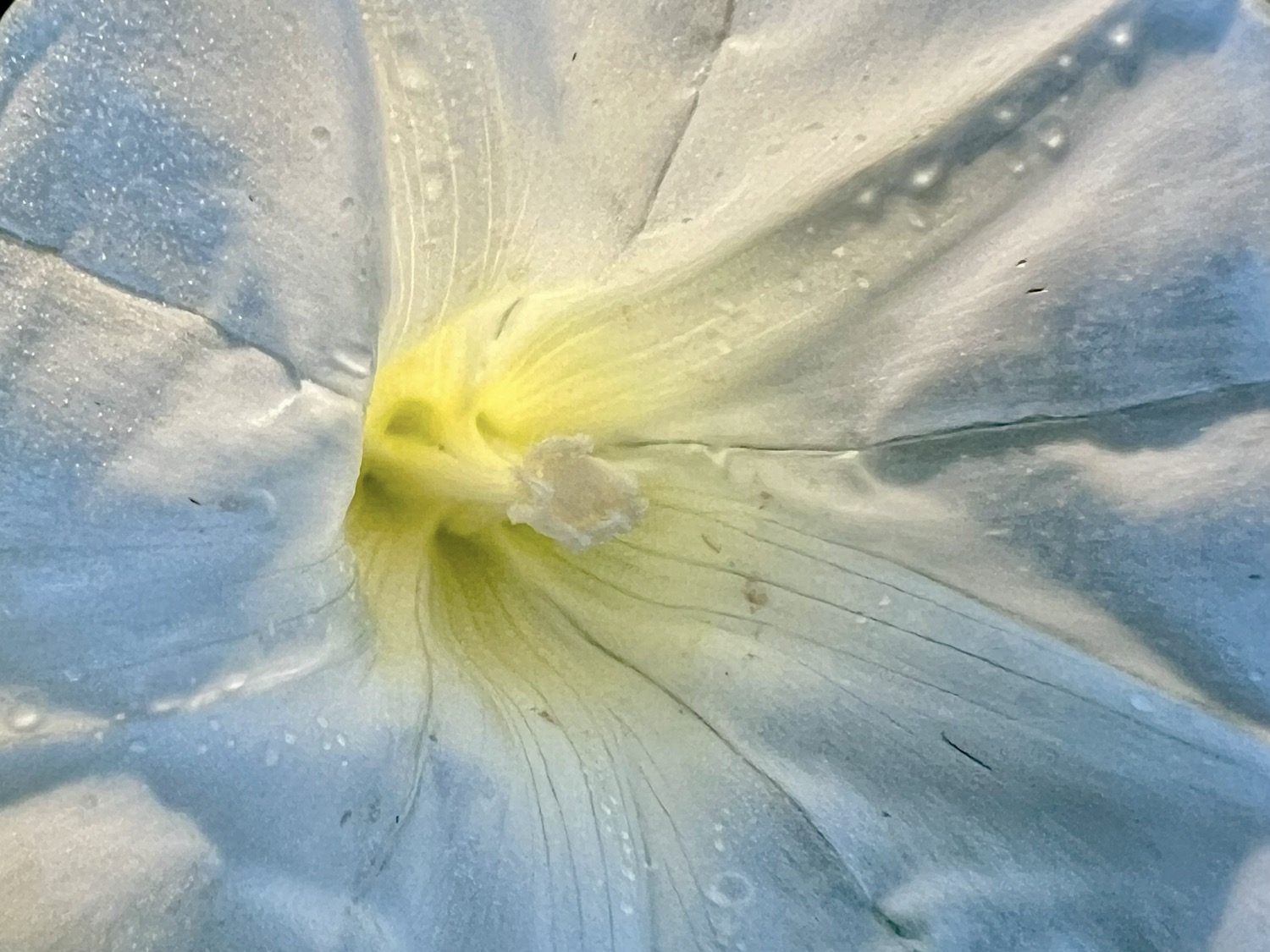 A whiteish flower with a yellow center is softly backlit by the morning sun and it seems to glow. Small dew droplets are visible on the petals