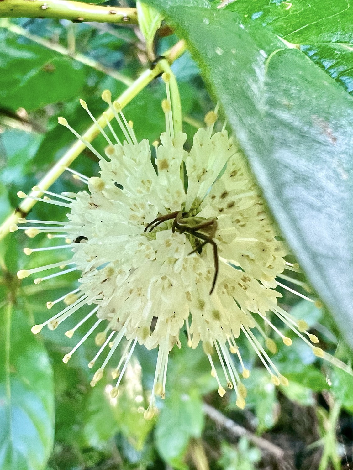 A small white ball-like cluster of small white flowers under green leaves. A small greenish-gray flower crab spider is perched on the top center of the sphere