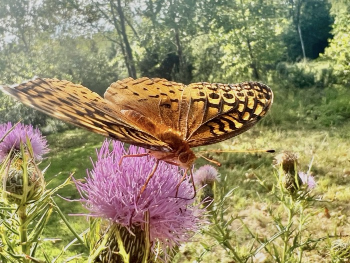 An orange butterfly gathers nectar from a purple wildflower