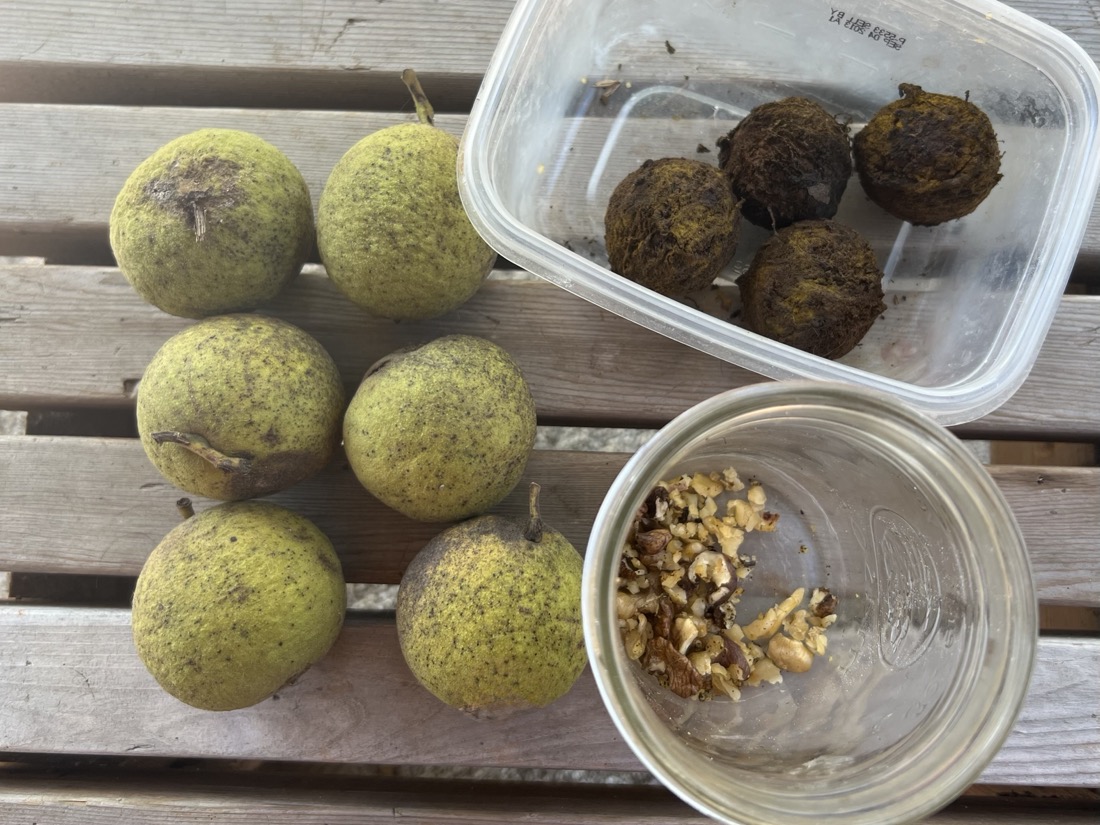 Six green nut fruits sit on a table next to two plastic containers. One plastic container has smaller dark brown nuts and the other plastic container has a small amount of walnuts