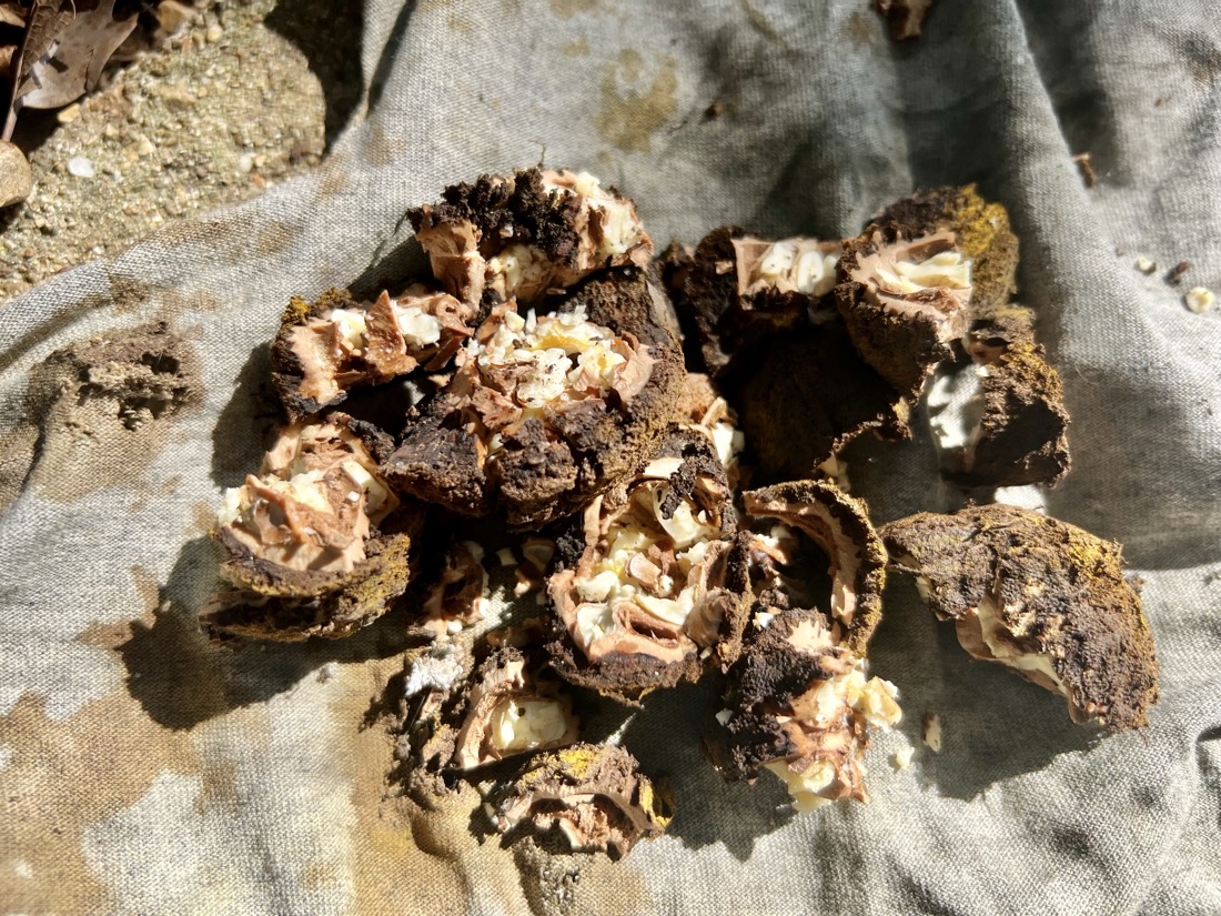 A pile of broken, dark brown nut shells with inner nut meat revealed