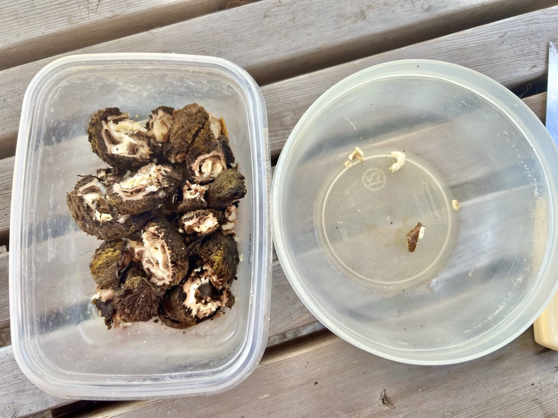 2 plastic containers sitting on wood slats. The left container holds the broken nut shells with nut meat. The right is empty.