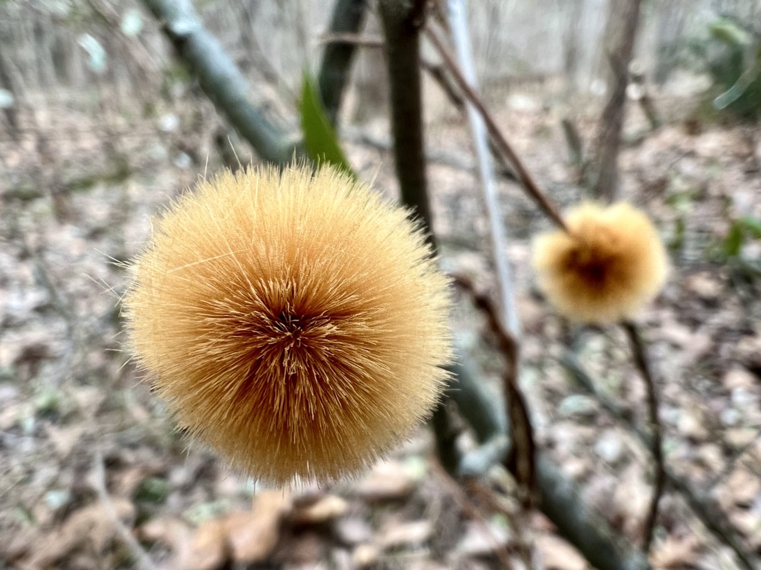 A soft, furry, golden orange ball seems to be suspended in the air. The background is a slightly winter woodland scene of fallen leaves, tree trunks and branches