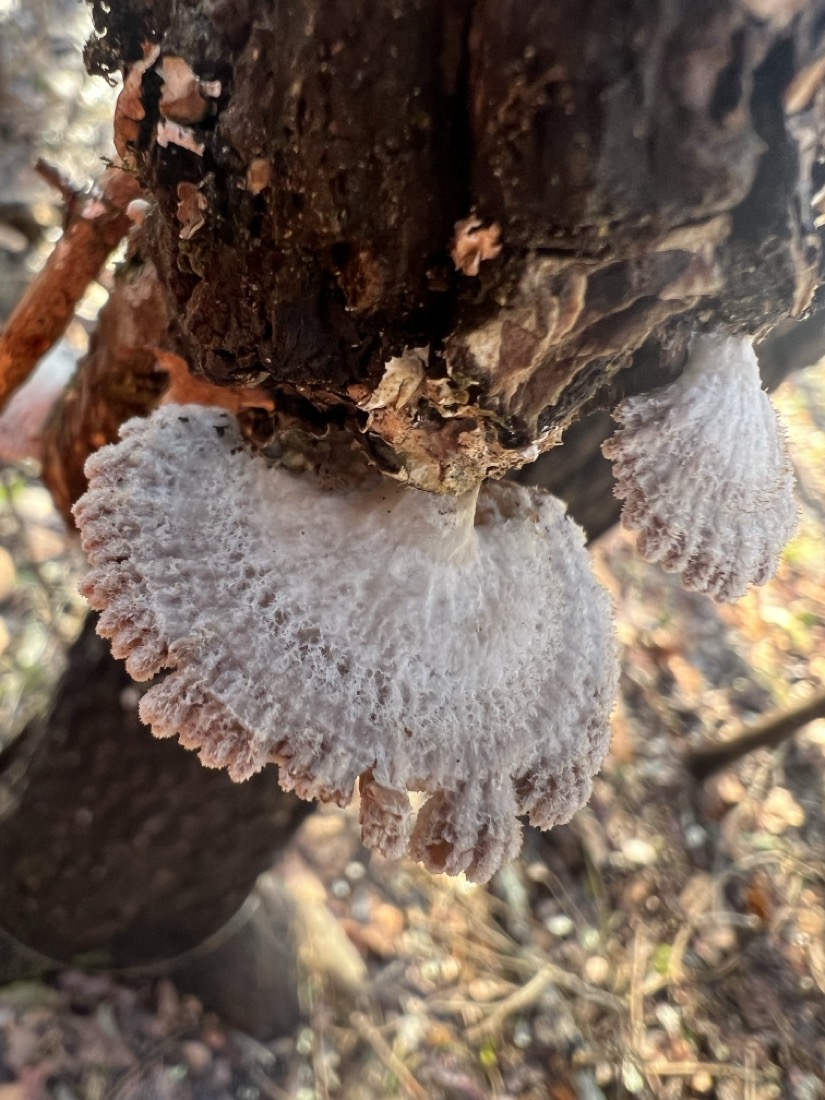 a white half shell shaped fungi grows from a tree