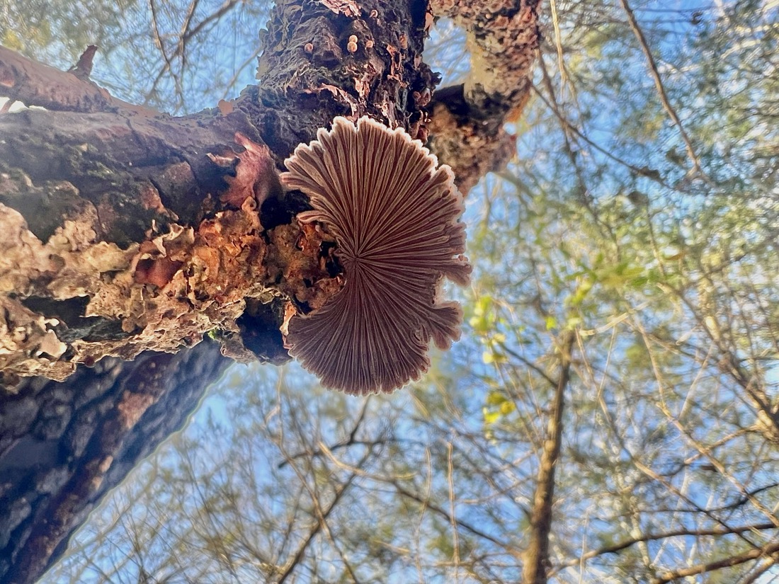 the underside of the fungi reveals a vibrant pattern of gills radiating from a center point. the photo is taken from below and shows a canopy of green trees set against a blue sky