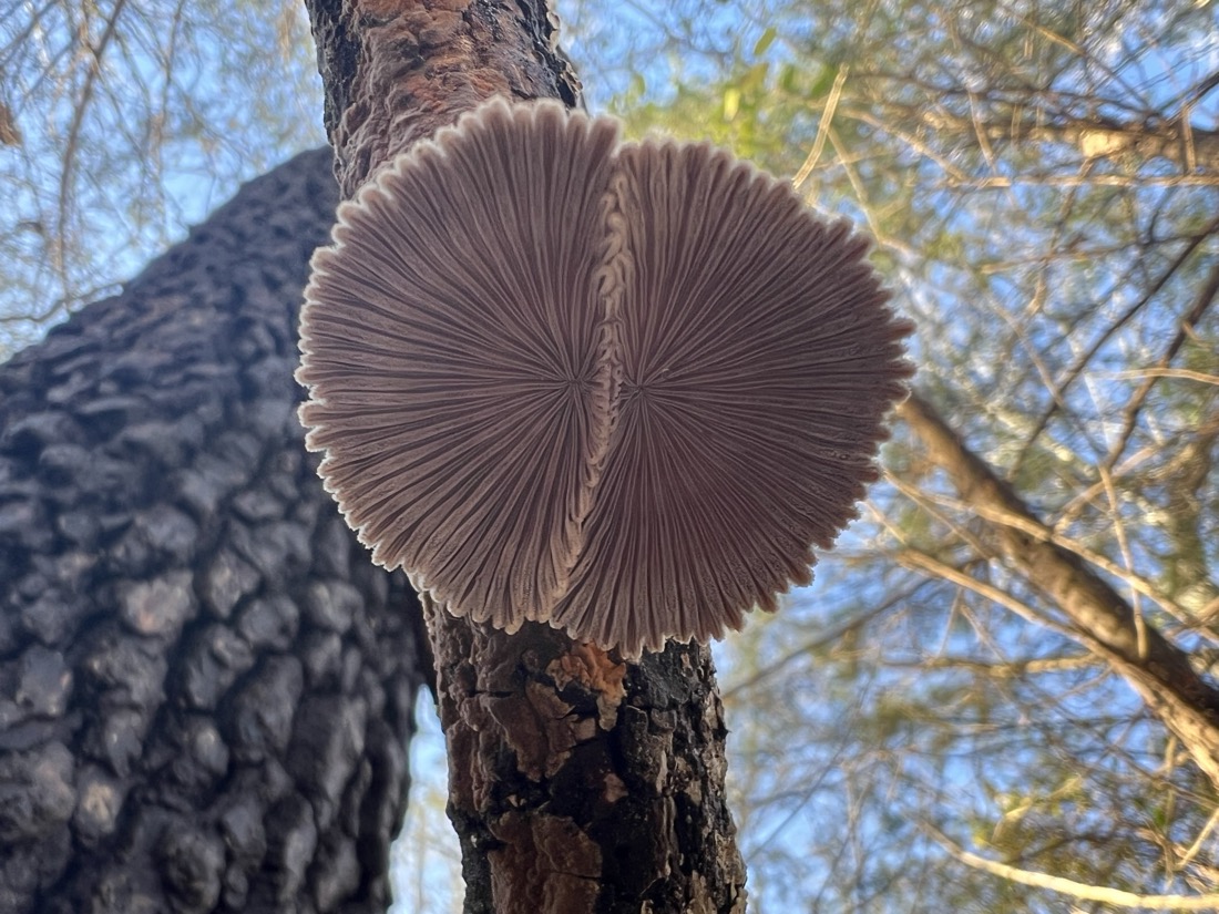 the underside of the fungi reveals a vibrant pattern of gills radiating from a center point. the photo is taken from below and shows a canopy of green trees set against a blue sky