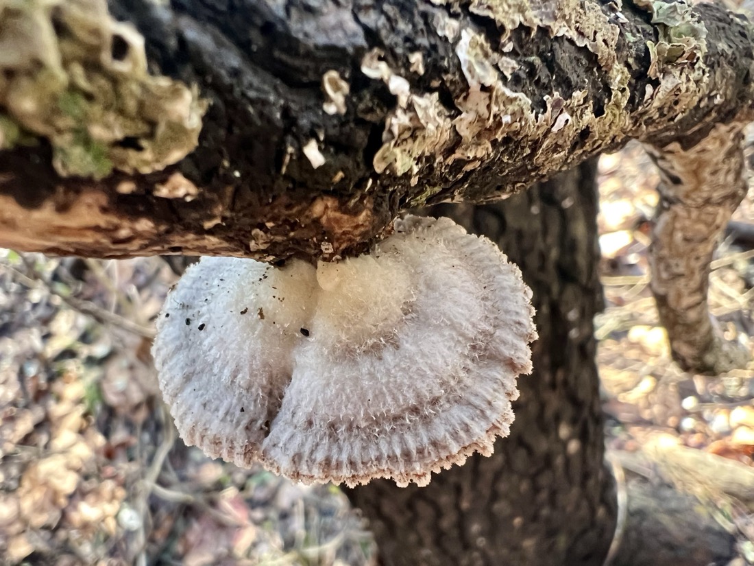 a white half shell shaped fungi grows from a tree