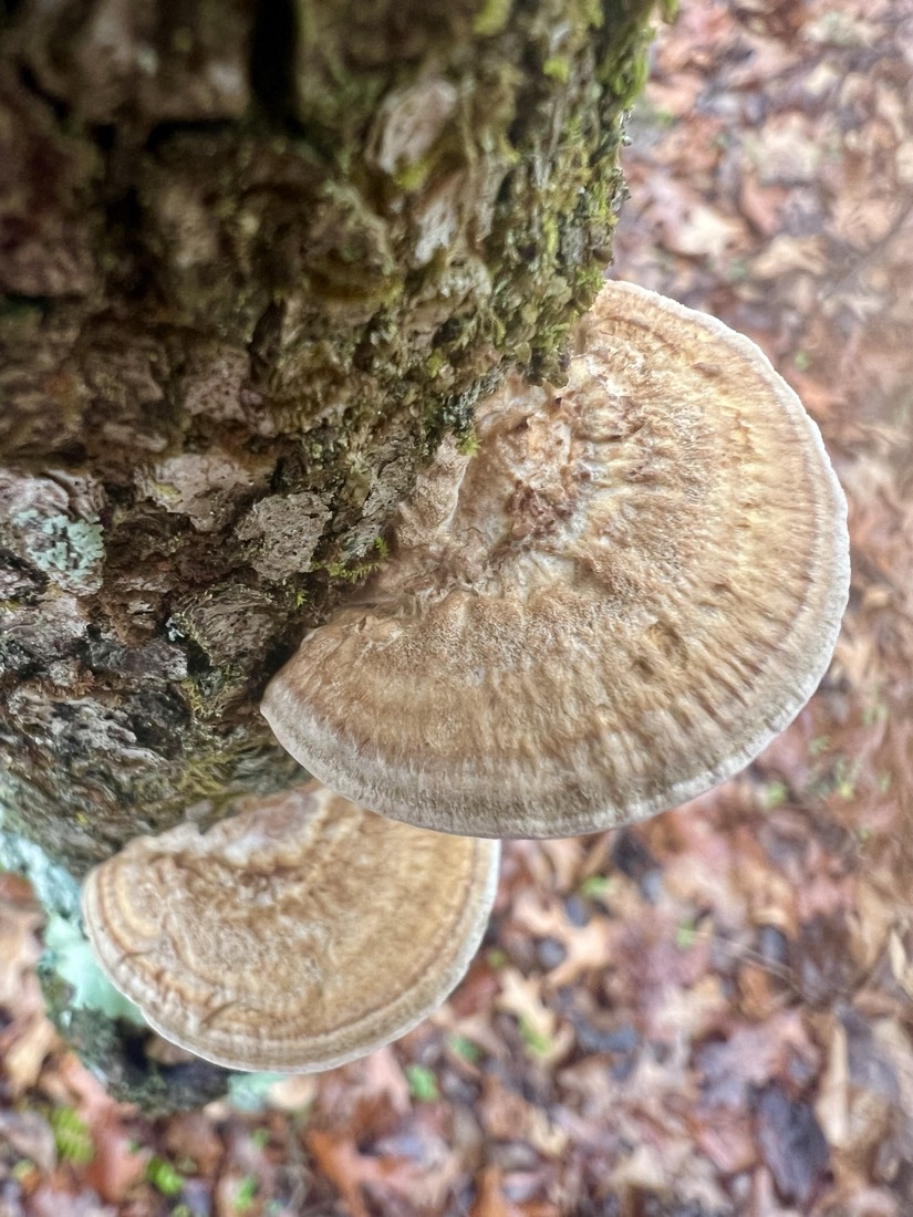 top view of fungi growing from tree. The fungi is a semicircle, creamy colored rings