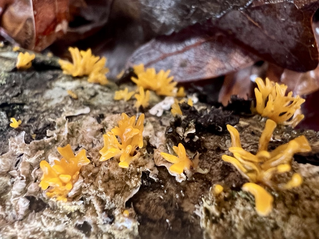 small orange-yellow jelly fungi that appear to be small fan-like tendrils growing from lichen covered tree bark 