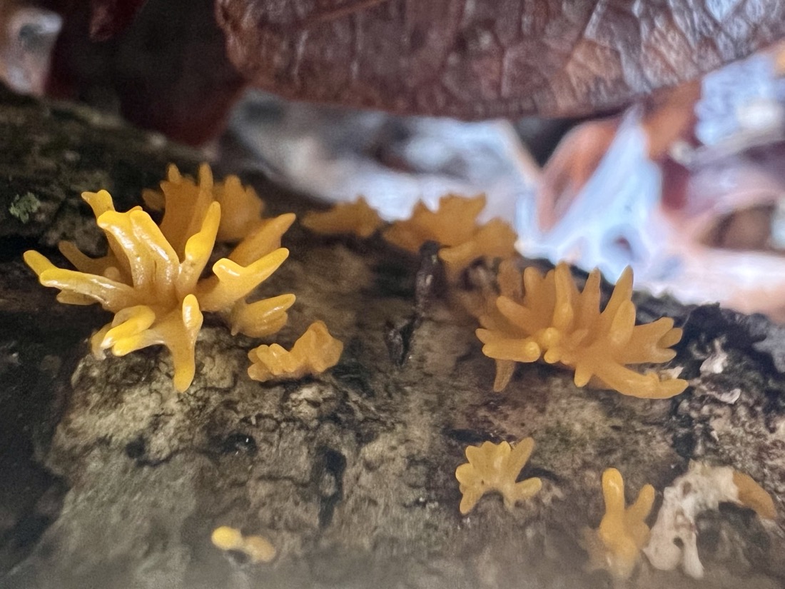 small orange-yellow jelly fungi that appear to be small fan-like tendrils growing from lichen covered tree bark