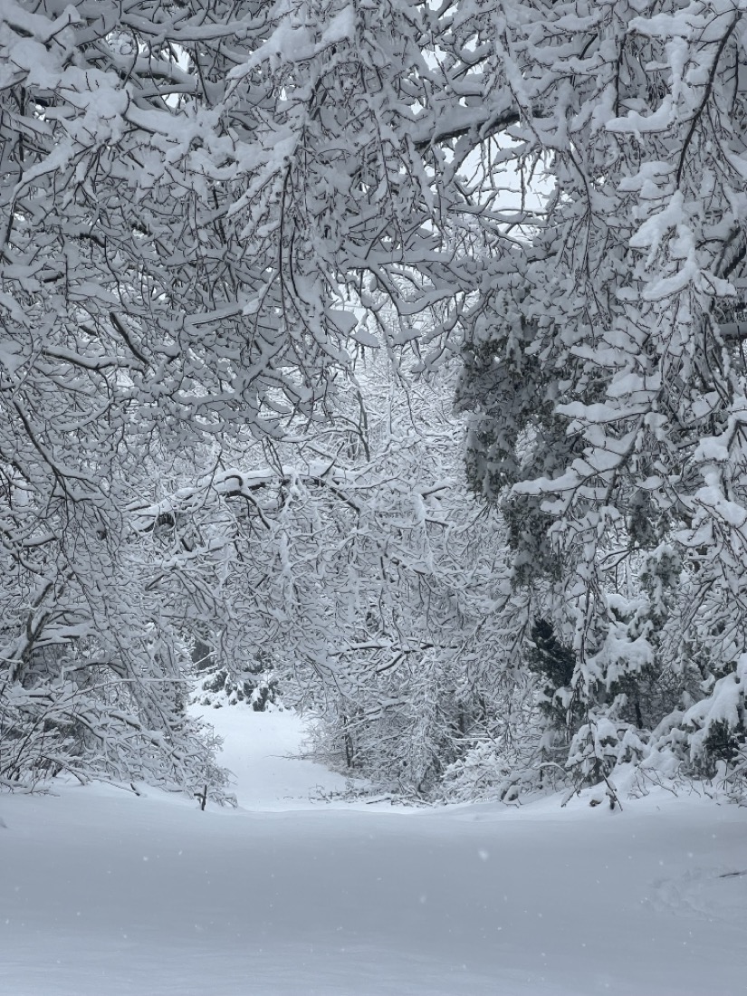 A snow covered road under a low tunnel of snow covered trees that hang heavily with thick snow