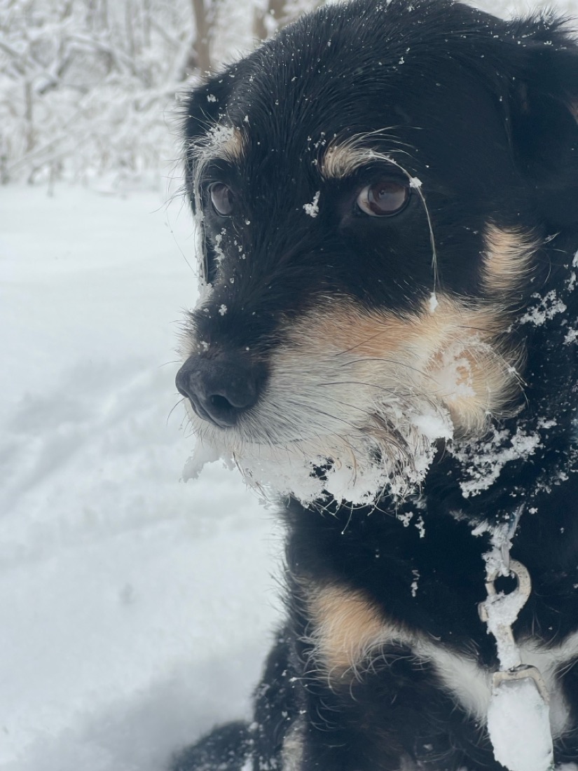 A black dog with light gold eyebrows, long lashes and gold and white neck looks at the camera. He has been playing in the snow and his whiskers and snout are covered in snow. The background landscape is bright white snow. 