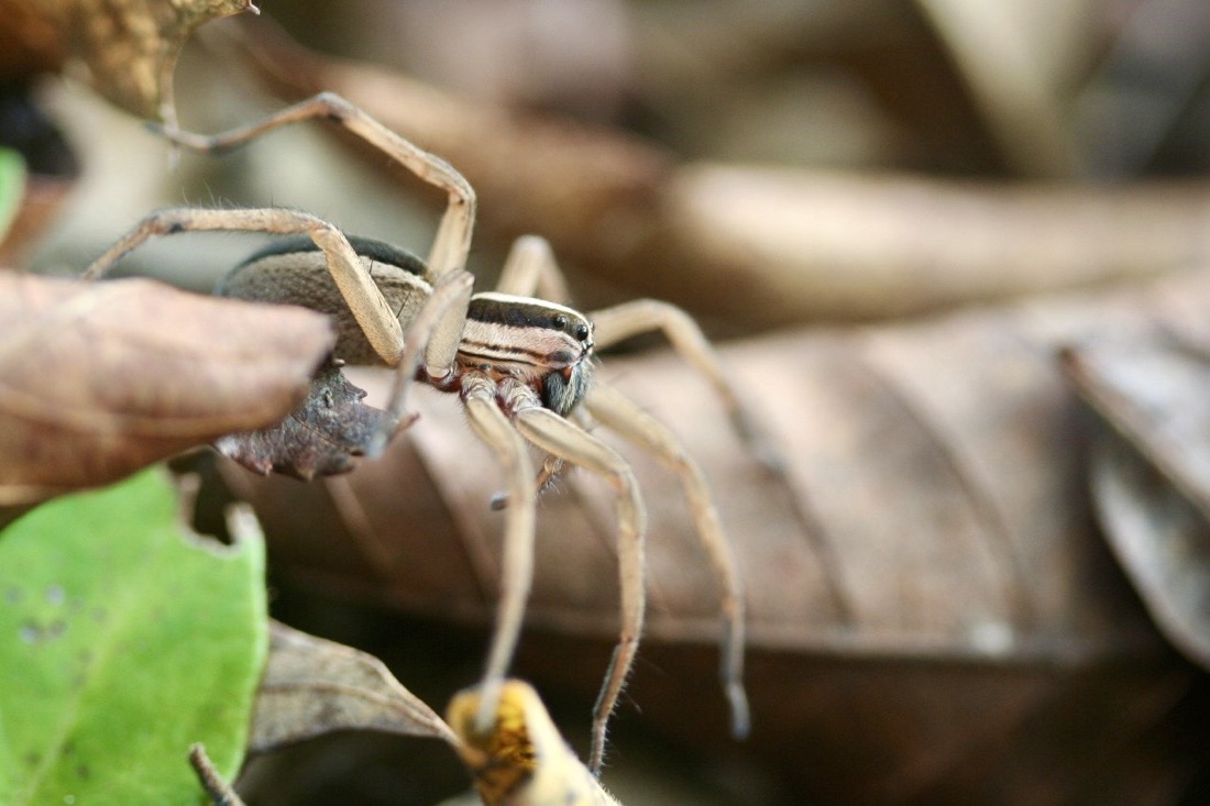 A light brown spider which is facing sideways to the camera. There are dark brown stripes along the top and two eyes visible