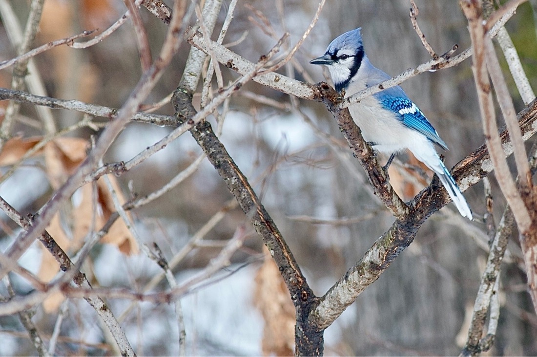 A bird jay perched on a tree. The bird has a black beak and blue tuft on the top of its head with a black stripe from the back of it's head down to the throat. It's front is white-gray and it's back side a mix of vibrant blues.