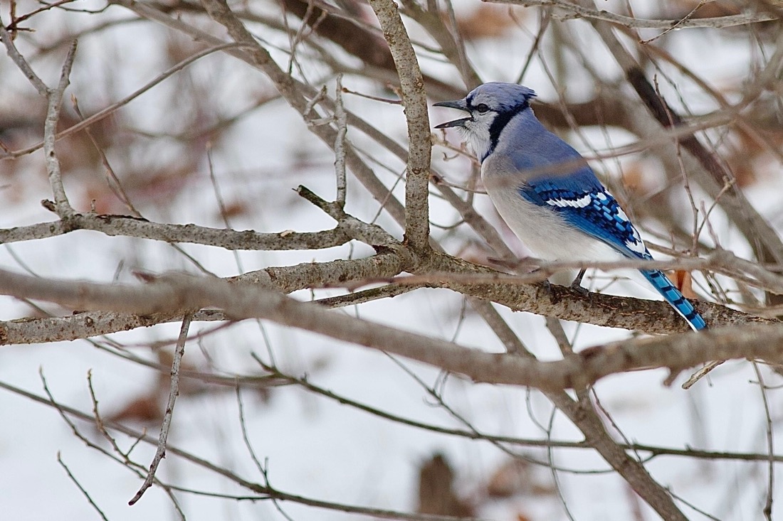 A bird jay perched on a tree. The bird has a black beak and blue tuft on the top of its head with a black stripe from the back of it's head down to the throat. It's front is white-gray and it's back side a mix of vibrant blues.