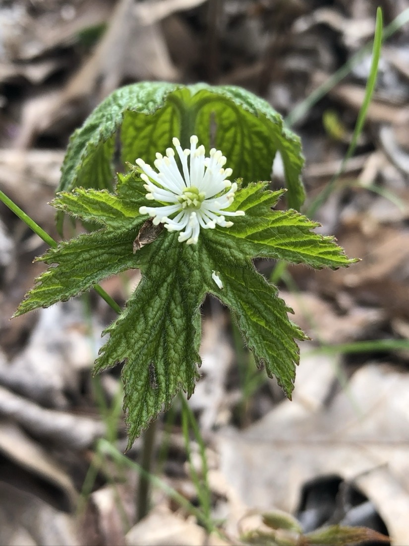 A white-cream flower with very thin string-like petals and yellow-green center grows from strongly textured green flowers