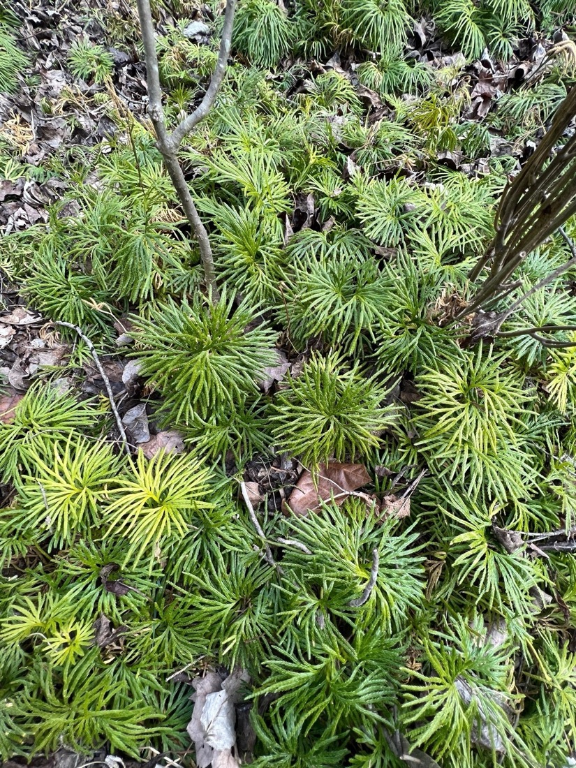 An evergreen, ground cover resembling cedar branches covers the winter forest floor